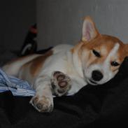 Blanding af racer Max