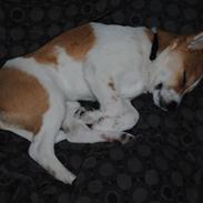 Blanding af racer Max