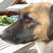 Blanding af racer Lulu