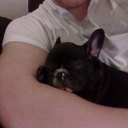 Fransk bulldog freya