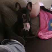 Fransk bulldog freya