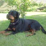 Rottweiler Ayla