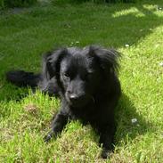 Blanding af racer Freya (RIP)