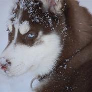 Siberian husky Snow