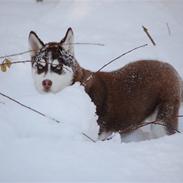Siberian husky Snow