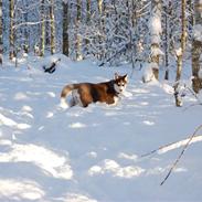 Siberian husky Snow