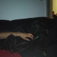 Blanding af racer Freja (Vuffi)