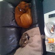 Blanding af racer Diesel