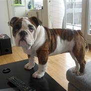 Engelsk bulldog Charlie (Godllub's Berta)