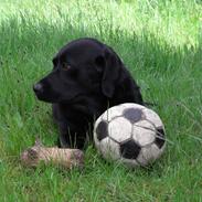 Labrador retriever Rick