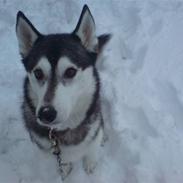 Siberian husky Chemukh