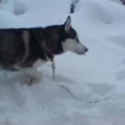 Siberian husky Chemukh