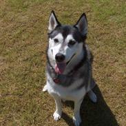 Siberian husky Chemukh