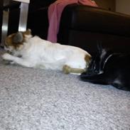 Fransk bulldog freya