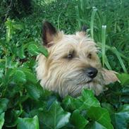 Cairn terrier Louie