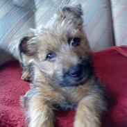 Cairn terrier Louie