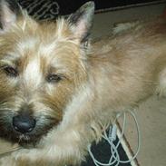Cairn terrier Louie
