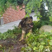 Blanding af racer Gaia