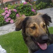 Blanding af racer Gaia