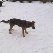 Blanding af racer Gaia