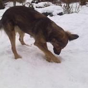 Blanding af racer Gaia