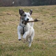 Jack russell terrier Billie *Bils*