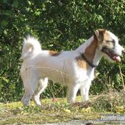 Jack russell terrier Billie *Bils*