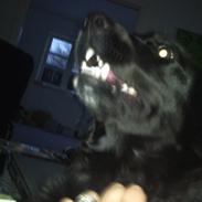 Blanding af racer Freja (Vuffi)