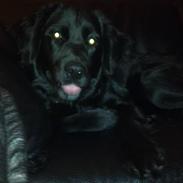 Blanding af racer Freja (Vuffi)