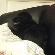 Blanding af racer Freja (Vuffi)