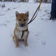 Shiba Kato