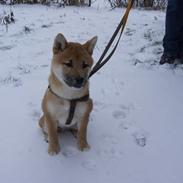Shiba Kato