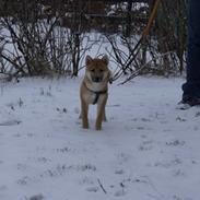 Shiba Kato