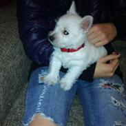 West highland white terrier Ronja