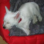 West highland white terrier Ronja
