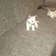 West highland white terrier Ronja