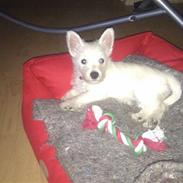 West highland white terrier Ronja
