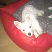 West highland white terrier Ronja
