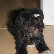 Bichon havanais Marit