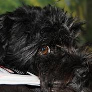 Bichon havanais Marit