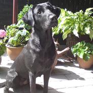 Labrador retriever Sweetwaters Hildur Maggie