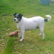 Dansk svensk gaardhund Fut. R.I.P.