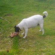 Dansk svensk gaardhund Fut. R.I.P.