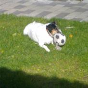 Dansk svensk gaardhund Fut. R.I.P.