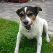 Dansk svensk gaardhund Fut. R.I.P.