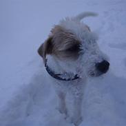 Parson russell terrier Uggi Winn Røgild´s