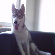 Siberian husky Marley