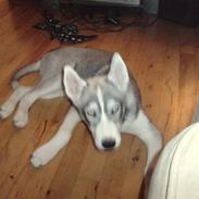 Siberian husky Marley