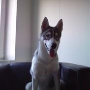 Siberian husky Marley