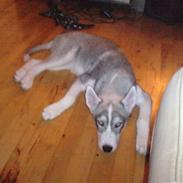 Siberian husky Marley